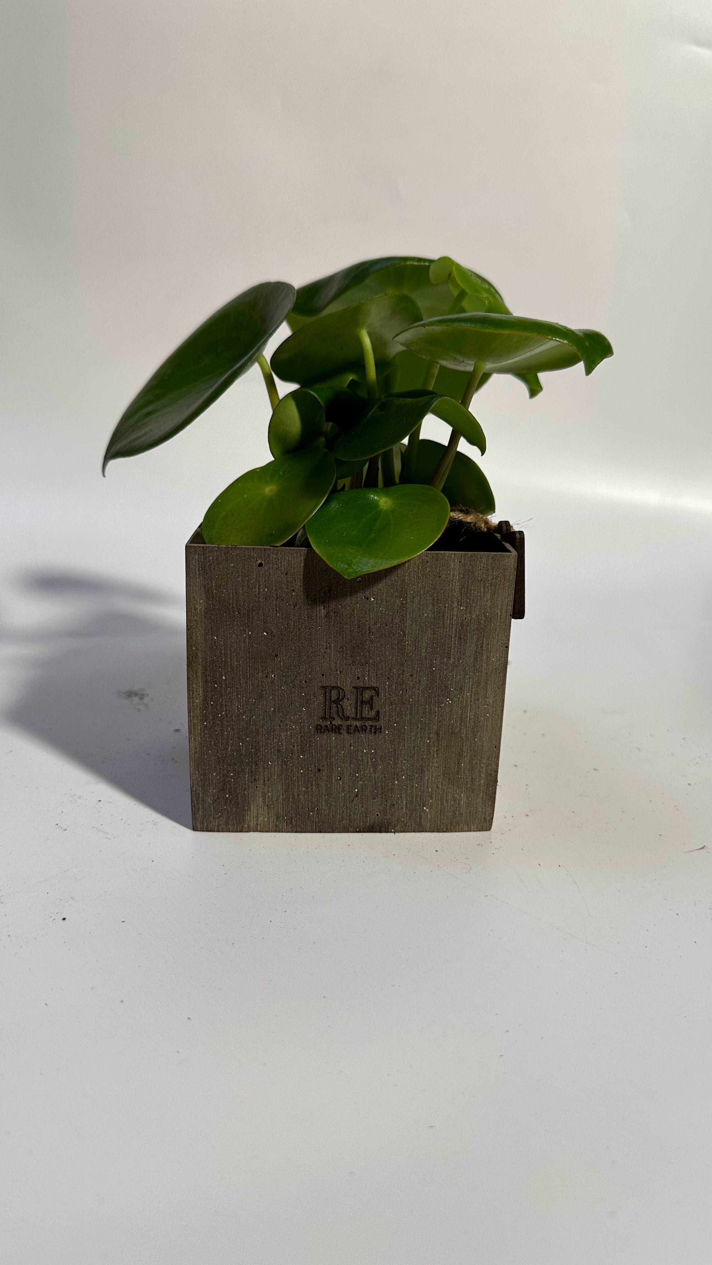 The Cube 10 - Chinese money plant