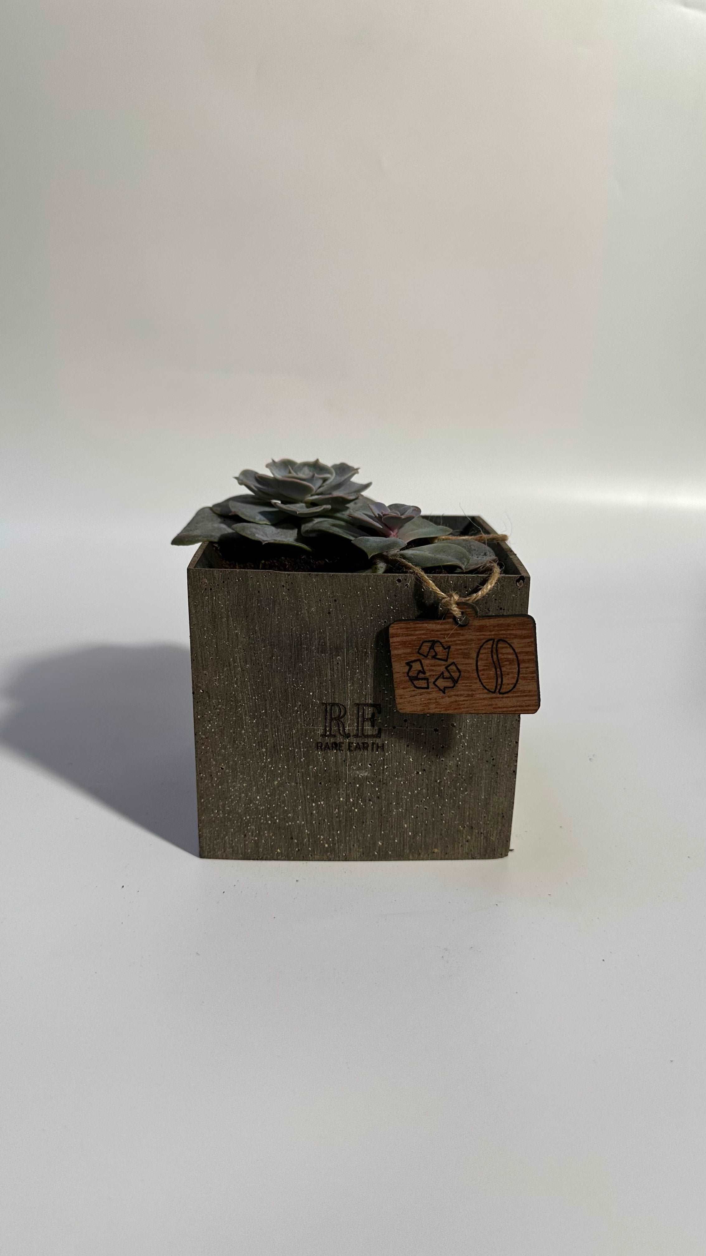 The Cube 10 - cactus