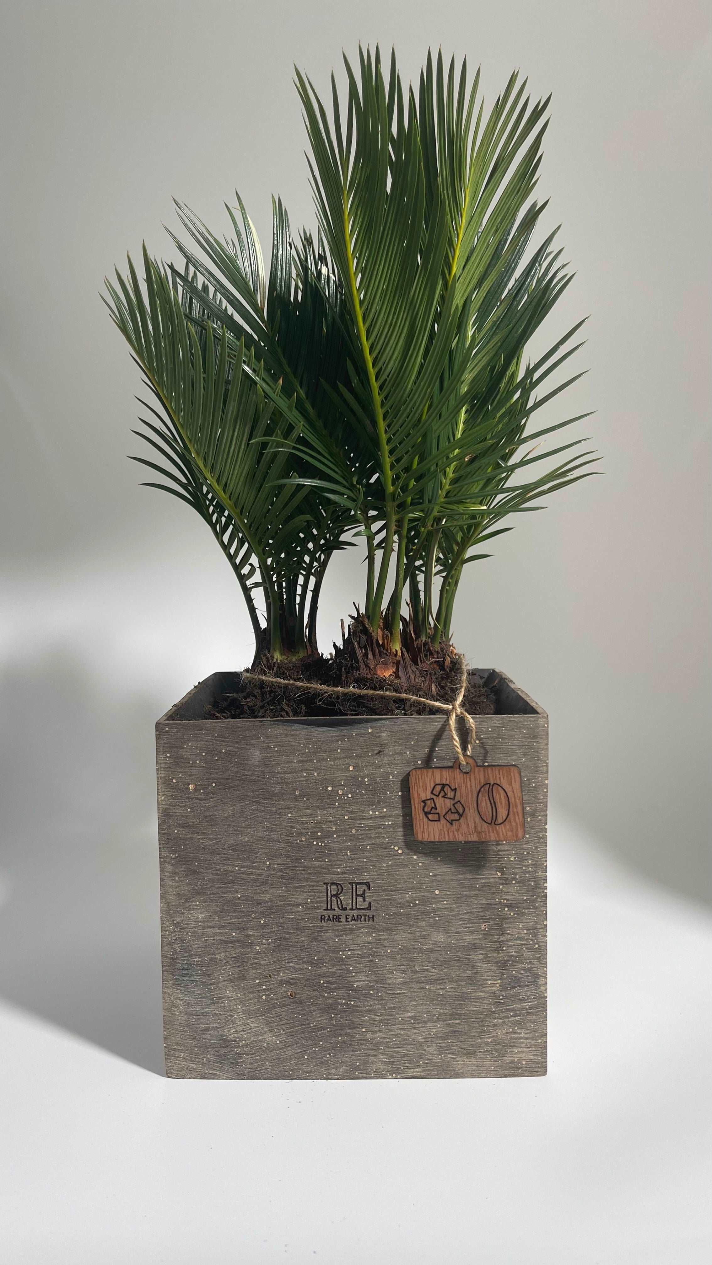 The Cube 15 - Sago palm